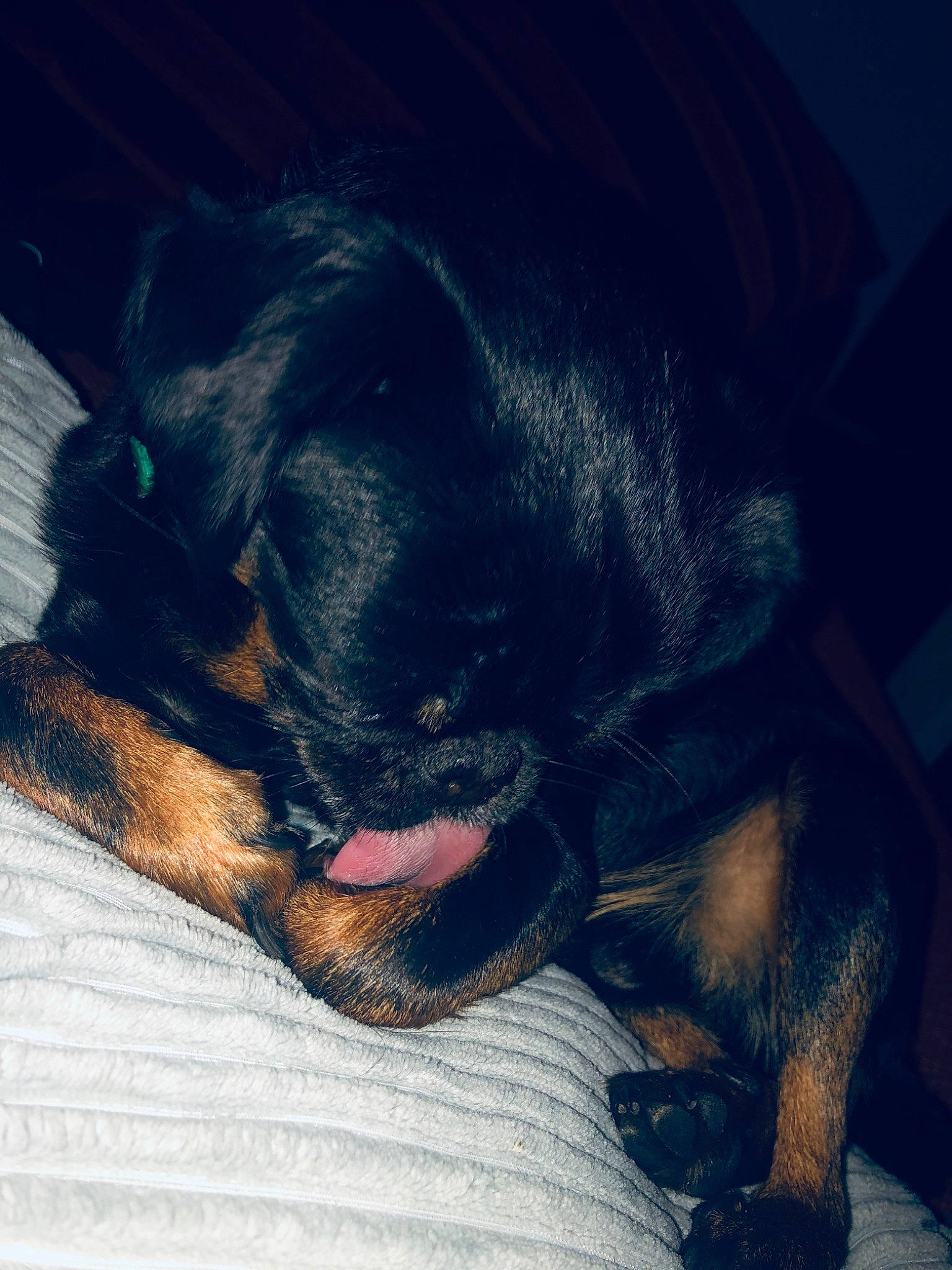 Jango a rejoint le concours — aidez-le/la à gagner de superbes lots ! canidae, carnivore, cloud, companion_dog, dog, dog_breed, ear, gordon_setter, hovawart, jagdterrier, meteorological_phenomenon, nose, puppy, puppy_love, rottweiler, setter, sky, sleep, snout, sporting_group