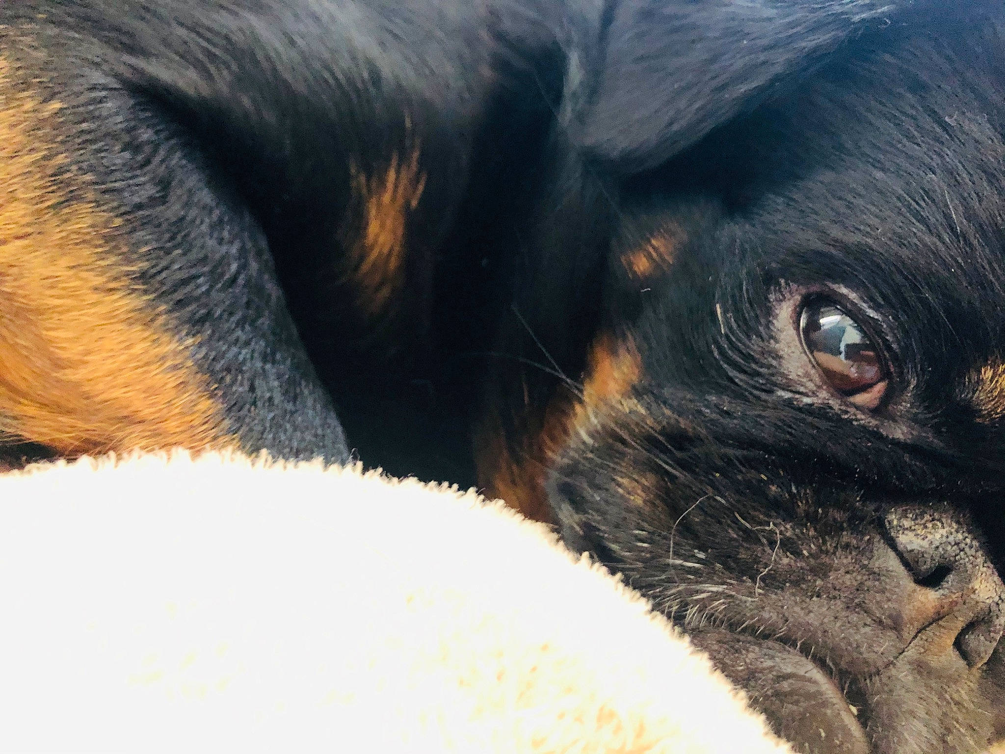 Jango a rejoint le concours — aidez-le/la à gagner de superbes lots ! canidae, carnivore, close_up, dog, dog_breed, eye, fur, gordon_setter, hovawart, nose, puppy, rottweiler, snout, sporting_group