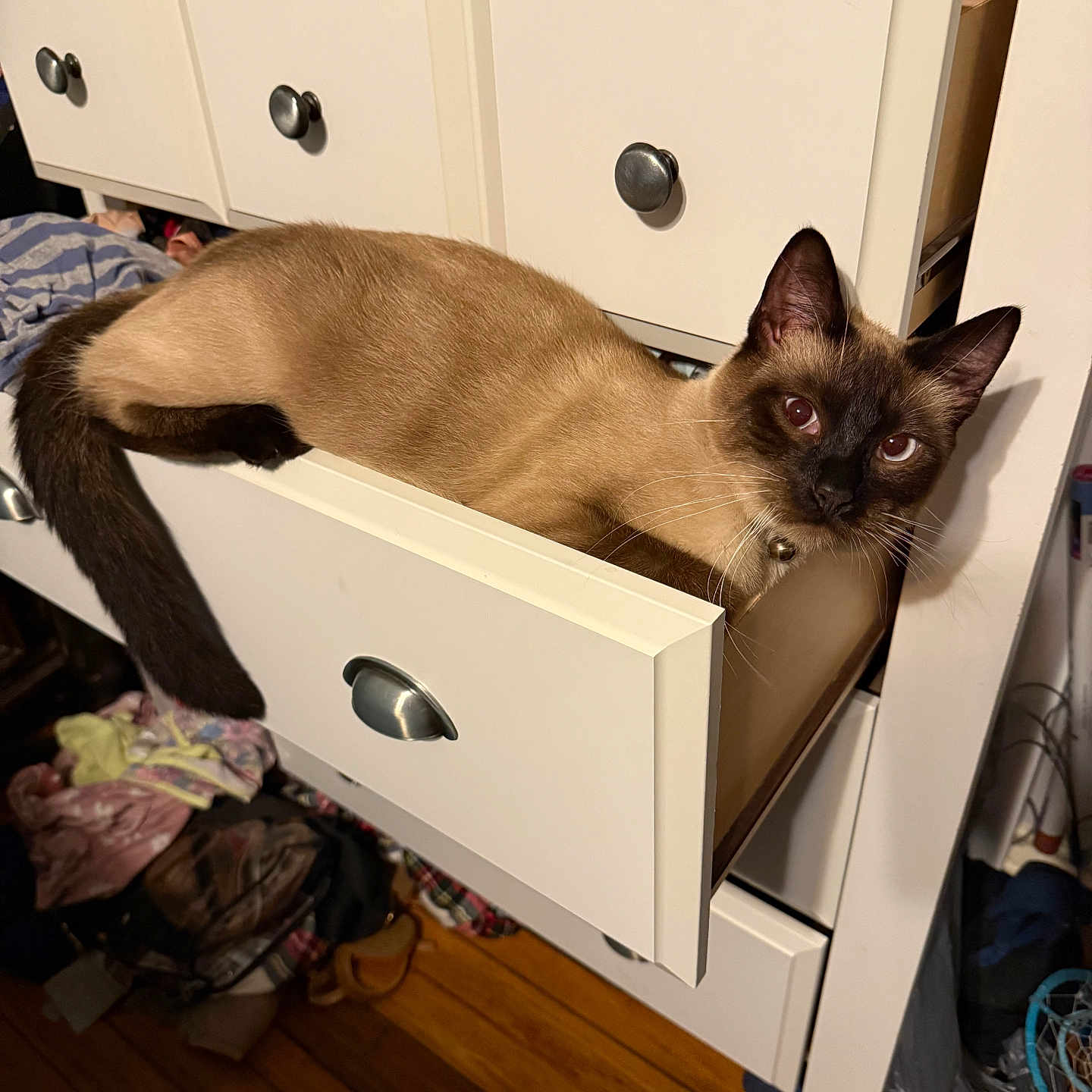 Cocoa Puff is registered to the contest to win money with this photo: cat, siamese_cat, drawer, furniture, indoor, pet, animal, curious, lounging, clothing, wooden_floor, white_drawer, knobs, tail, ears, eyes, whiskers, collar, messy_room, relaxed