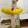 Lucy Lu is registered to the contest to win money with this photo: kitten, cat, cat_toy, yellow, flower_shaped, scratcher, string, purple_toy, cardboard_box, scratching_pad, indoor, floor, playful, pet, feline, curious, cute, small, animal, cozy