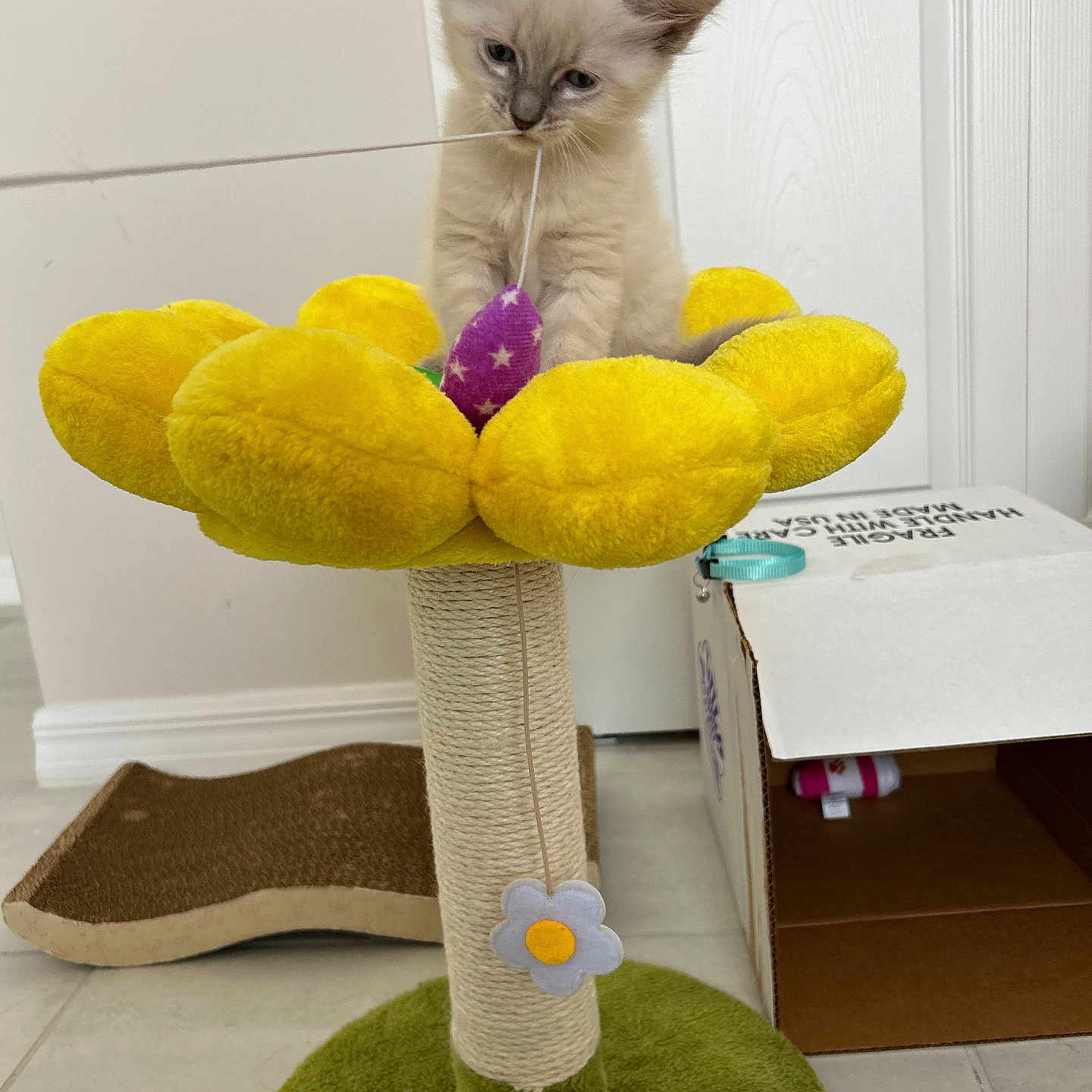Lucy Lu is registered to the contest to win money with this photo: kitten, cat, cat_toy, yellow, flower_shaped, scratcher, string, purple_toy, cardboard_box, scratching_pad, indoor, floor, playful, pet, feline, curious, cute, small, animal, cozy