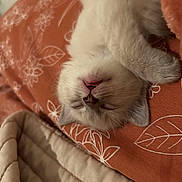 Lucy Lu joined the competition — help win amazing prizes! kitten, sleeping, cat, fluffy, orange_blanket, pet, cute, relaxed, indoor, animal, feline, soft, cozy, mouth_open, whiskers, paw, young, domestic, resting, fur