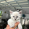 Lucy Lu is registered to the contest to win money with this photo: kitten, cat, animal, pet, white_fur, blue_eyes, hand, indoor, household, furniture, blurred_background, close_up, cute, small, fur, domestic, young, portrait, holding, curious