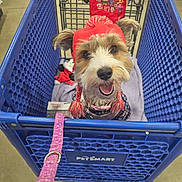 Estrella is registered to the contest to win money with this photo: blanket, canine, closeup, collar, cute, dog, ears, floor, fur, happy, indoor, leash, pet_smart, pet_store, playful, red_hat, retail, shopping_cart, smiling, toy