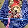 blanket, canine, closeup, collar, cute, dog, ears, floor, fur, happy, indoor, leash, pet_smart, pet_store, playful, red_hat, retail, shopping_cart, smiling, toy