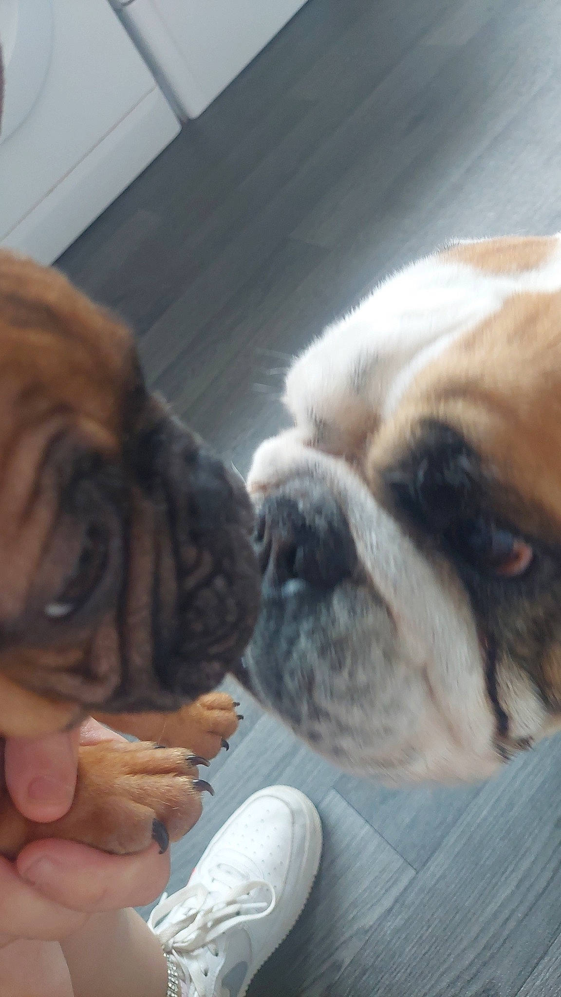 Bella joined the competition — help win amazing prizes! bulldog, canidae, carnivore, comfort, companion_dog, dog, dog_breed, ear, facial_expression, fawn, flooring, fur, mammal, nose, snout, sporting_group, toy_dog, whiskers, working_animal, wrinkle