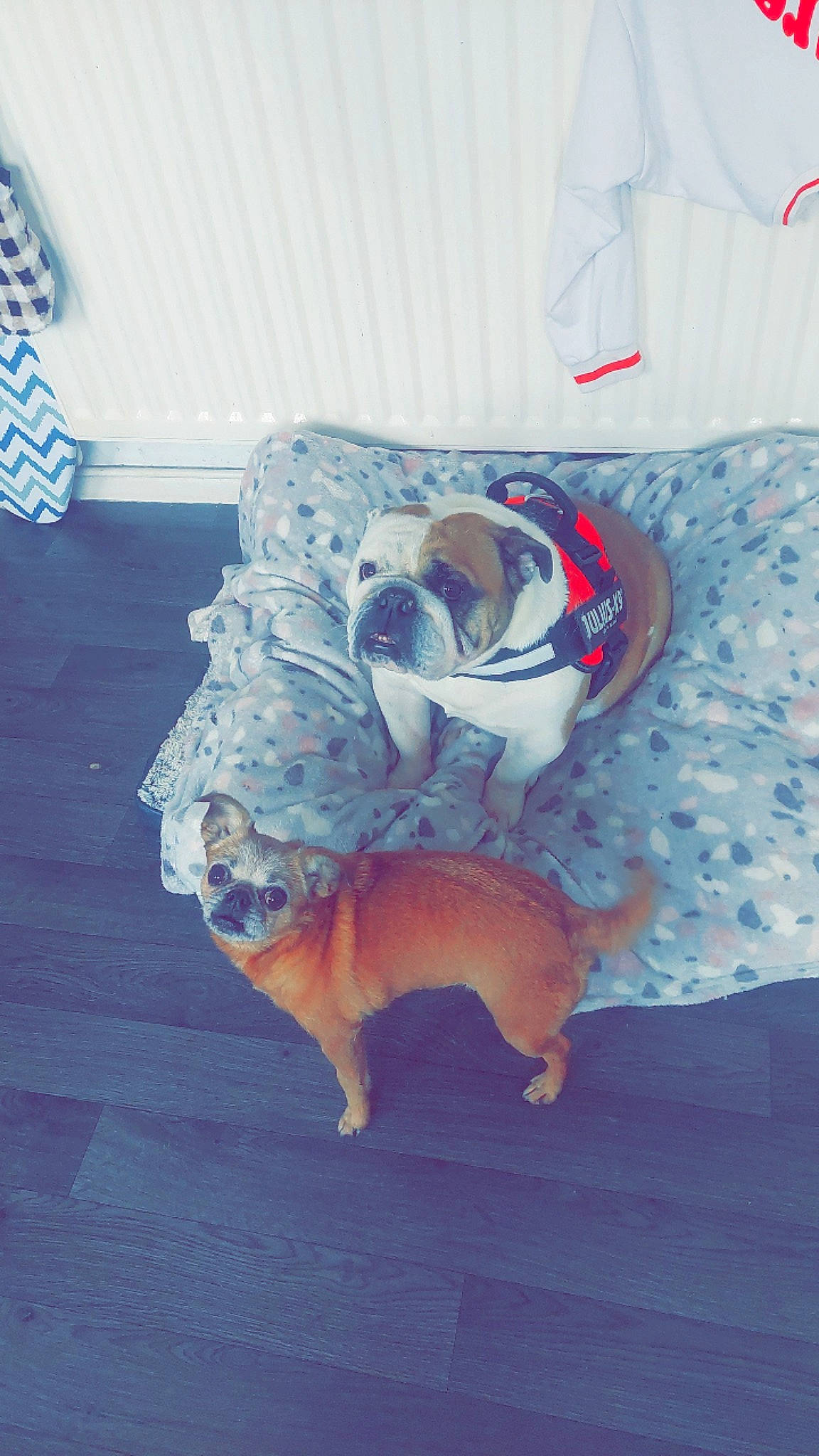 Bella is registered to the contest to win money with this photo: canidae, carmine, carnivore, comfort, companion_dog, dog_breed, electric_blue, fawn, felidae, flooring, fur, hardwood, human_leg, linens, room, shadow, small_to_medium_sized_cats, sporting_group, tail, wood