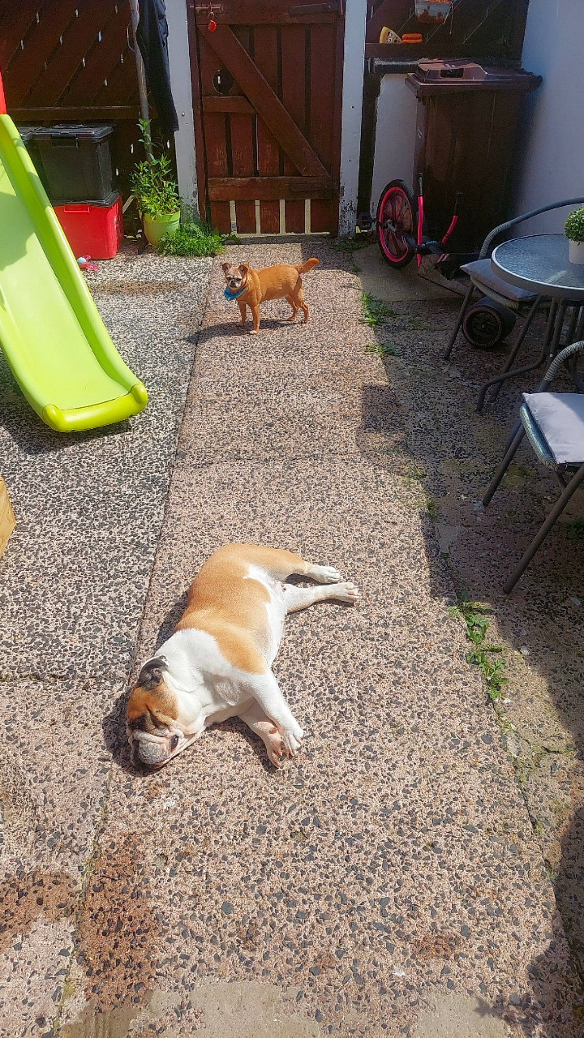 Bella joined the competition — help win amazing prizes! canidae, carnivore, chair, chute, comfort, companion_dog, dog, dog_breed, fawn, flooring, grass, outdoor_furniture, plant, road_surface, scent_hound, shade, sidewalk, sporting_group, tail, wood