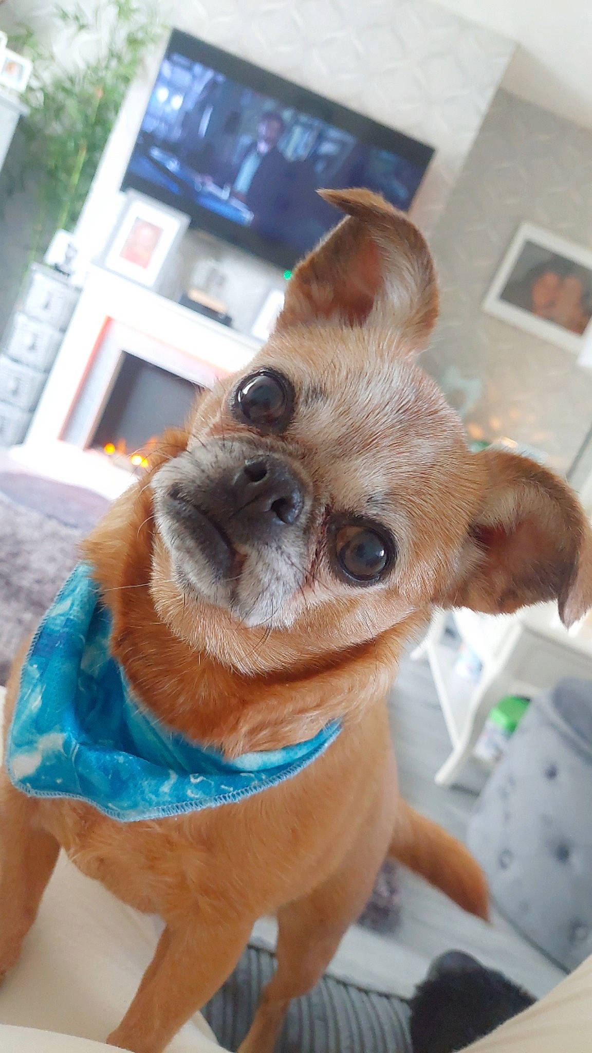 Angel is registered to the contest to win money with this photo: canidae, carnivore, chihuahua, collar, companion_dog, dog, dog_breed, dog_collar, dog_supply, ear, fawn, liver, pet_supply, picture_frame, snout, sporting_group, television, toy_dog, whiskers, working_animal