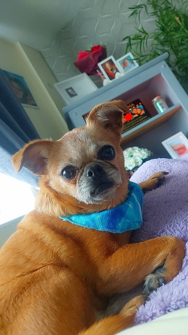 Angel joined the competition — help win amazing prizes! canidae, carnivore, chihuahua, comfort, companion_dog, dog, dog_breed, dog_supply, ear, fawn, fur, houseplant, picture_frame, plant, shelf, snout, sporting_group, toy_dog, whiskers, working_animal