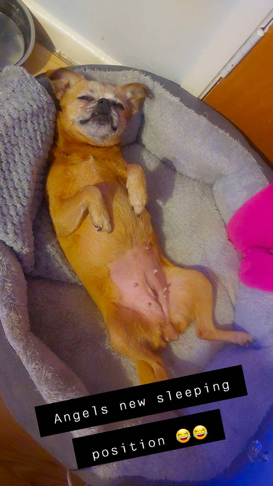 Angel is registered to the contest to win money with this photo: bathing, canidae, carnivore, comfort, companion_dog, dog, dog_breed, fawn, felidae, flesh, foot, fur, gesture, jaw, paw, photo_caption, poster, snout, tail, working_animal