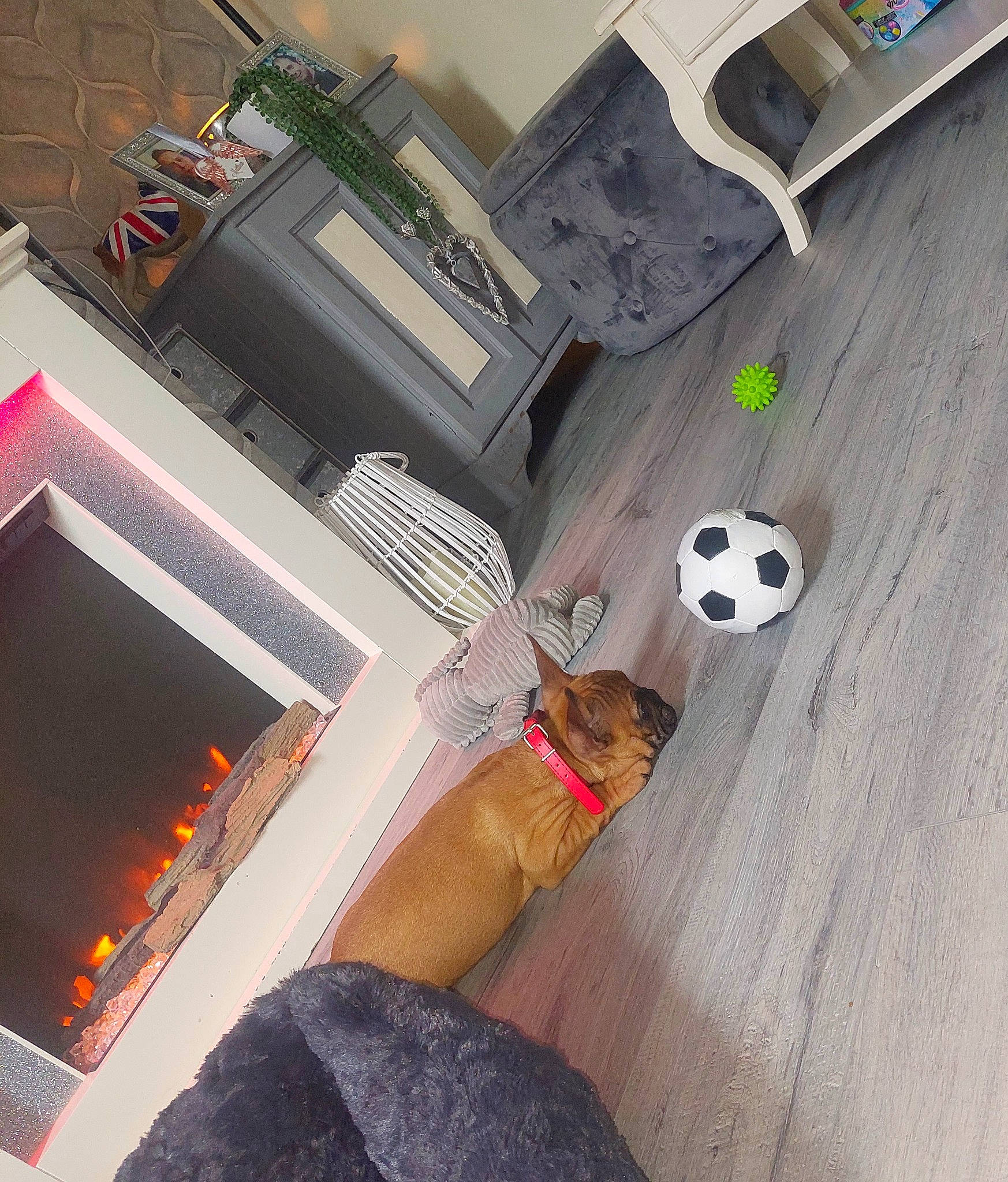 Chase joined the competition — help win amazing prizes! audio_equipment, ball, carnivore, comfort, companion_dog, computer_hardware, dog, dog_breed, fireplace, flooring, football, gas, hardwood, heat, machine, plywood, room, toy, wood, wood_stain