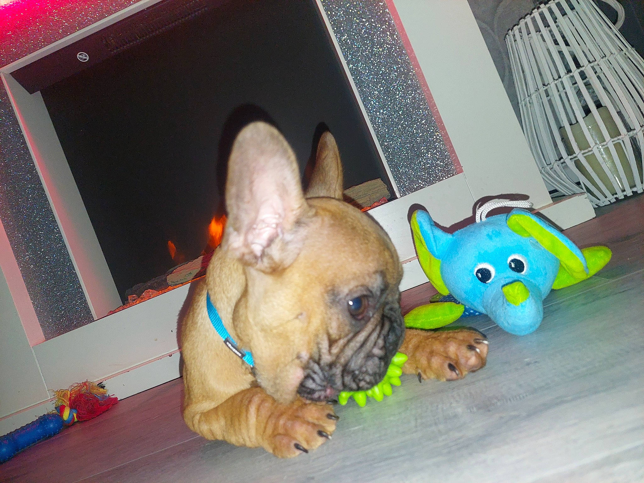 Chase joined the competition — help win amazing prizes! biting, bulldog, canidae, carnivore, comfort, companion_dog, dog, dog_breed, dog_supply, ear, fawn, mammal, non_sporting_group, snout, terrestrial_animal, toy_dog, whiskers, working_animal, wrinkle