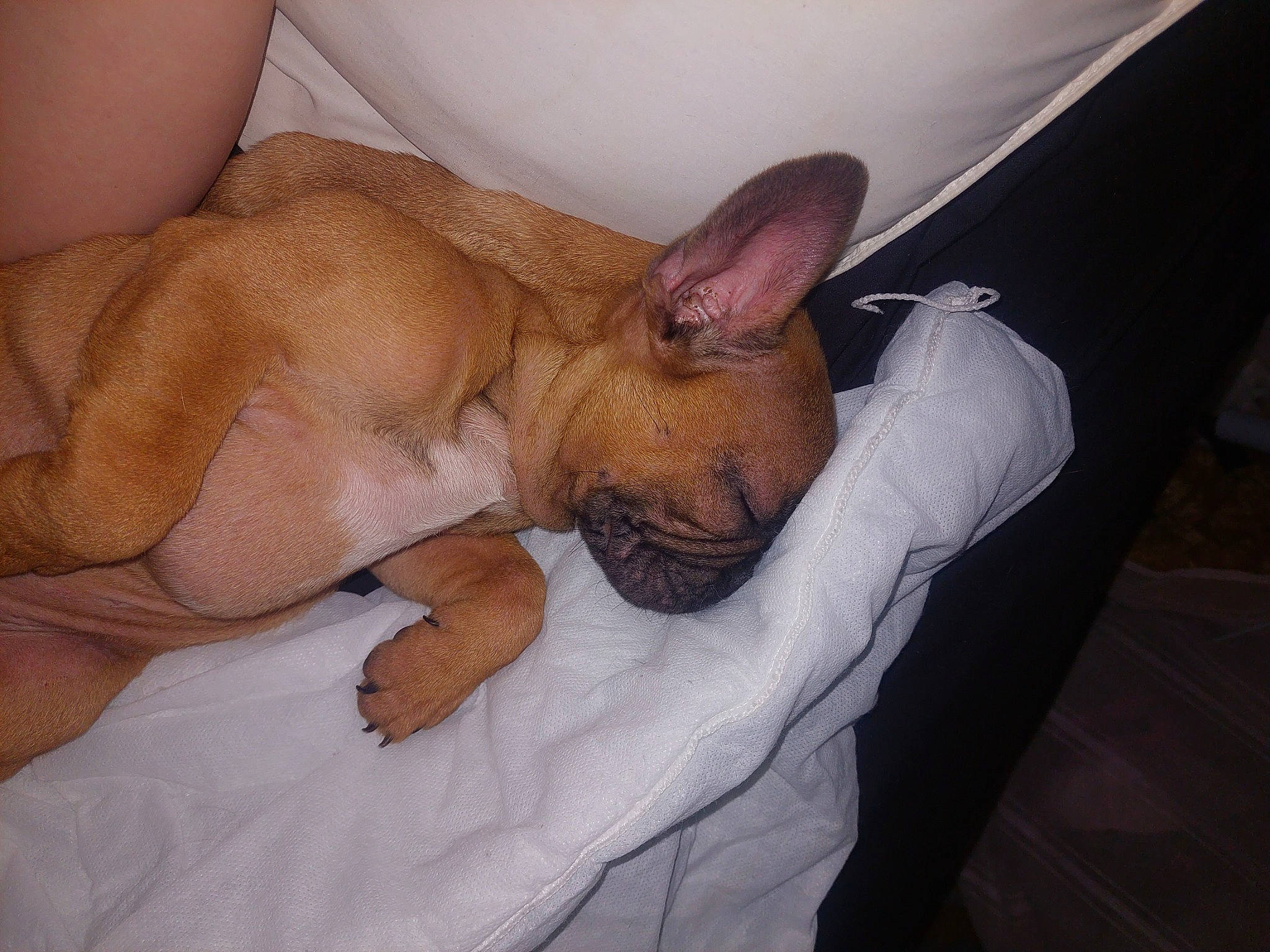 Chase joined the competition — help win amazing prizes! canidae, carnivore, comfort, companion_dog, dog, dog_breed, ear, fawn, foot, human_leg, knee, linens, nap, non_sporting_group, sporting_group, terrestrial_animal, toy_dog, whiskers, wrinkle