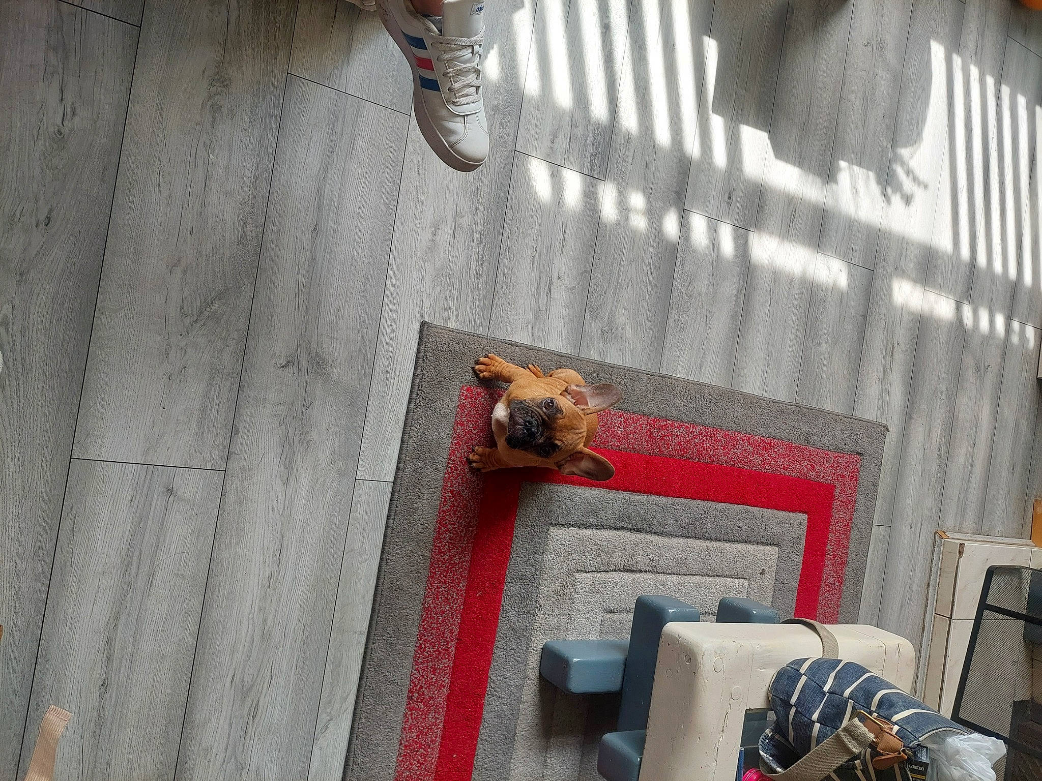 Chase joined the competition — help win amazing prizes! brickwork, carmine, concrete, door, floor, flooring, foot, grey, hardwood, human_leg, metal, outdoor_shoe, pattern, plywood, road_surface, roof, room, shadow, wood, wood_stain