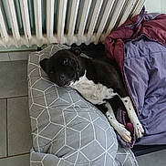 S-Roxy a rejoint le concours — aidez-le/la à gagner de superbes lots ! dog, black_and_white, cushion, blanket, radiator, tile_floor, indoors, resting, pet, cozy, lying_down, curious_eyes, sleepy, comfort, paw, fur, home, relaxed, domestic_animal, blanket_folded