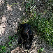Summer joined the competition — help win amazing prizes! dog, black_dog, sitting, grass, dirt, plants, outdoor, nature, sunlight, shadow, twigs, leaves, earth, collar, pet, canine, animal, quiet, calm, forest_floor