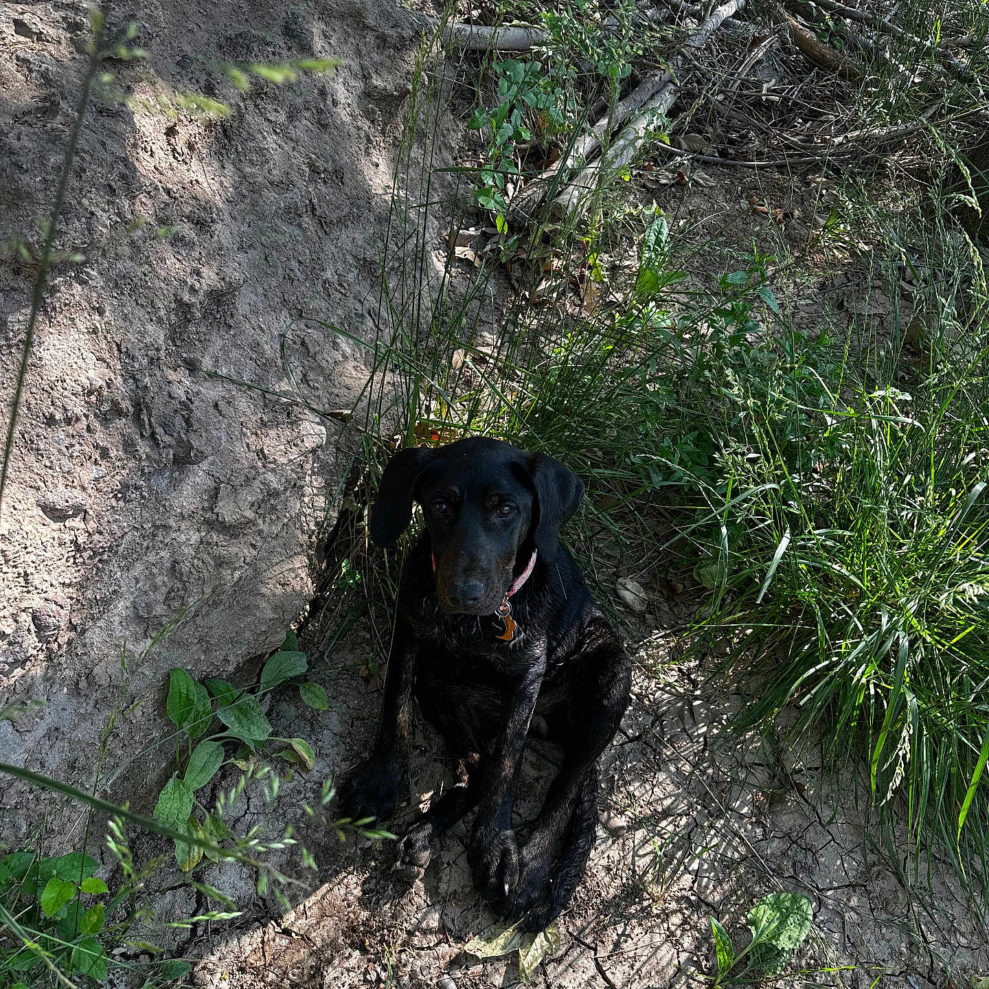 Summer joined the competition — help win amazing prizes! dog, black_dog, sitting, grass, dirt, plants, outdoor, nature, sunlight, shadow, twigs, leaves, earth, collar, pet, canine, animal, quiet, calm, forest_floor