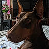 animal, brown, canine, close_up, cozy, doberman, dog, ears, flowers, furniture, indoor, looking, papers, pet, quilt, room, sitting, table, television, vase