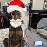 Ruby is registered to the contest to win money with this photo: beard, bed, blanket, brown, canine, celebration, christmas, doberman, dog, festive, furniture, headboard, holiday, home, indoor, pet, pillow, santa_hat, text_overlay, wall