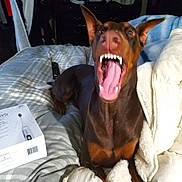 Ruby is registered to the contest to win money with this photo: animal, bed, black, blanket, box, brown, cozy, cute, doberman, dog, ears, expression, fur, indoor, mouth_open, name_text, pet, pink_text, remote_control, teeth
