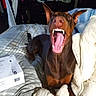 animal, bed, black, blanket, box, brown, cozy, cute, doberman, dog, ears, expression, fur, indoor, mouth_open, name_text, pet, pink_text, remote_control, teeth