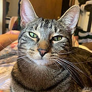 Jax is registered to the contest to win money with this photo: bed, blanket, bokeh_background, cat, close_up, cozy, ears, feline, fur, green_eyes, indoor, nose, paws, pet, portrait, relaxed, room, striped, tabby_cat, whiskers