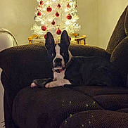 Flash is registered to the contest to win money with this photo: antlers, black_and_white, boston_terrier, carpet, chair, christmas_tree, couch, cozy, decorations, dog, ears, holiday_lights, indoor, living_room, nighttime, pet, recliner, red_ornaments, sofa, white_tree