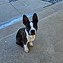 Flash joined the competition — help win amazing prizes! black_and_white, boston_terrier, canine, collar, concrete, cute, daylight, dog, ears, eye_contact, gravel, looking_up, outdoor, paw, pet, portrait, sidewalk, sitting, stairs, texture