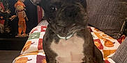 Goofy is registered to the contest to win money with this photo: dog, french_bulldog, puppy, blanket, autumn_theme, couch, home_decor, scarecrow, lamp, ears, pet, indoor, curious, tilted_head, brown, white_chest, fur, animal, cozy, cute