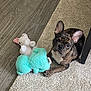 Goofy joined the competition — help win amazing prizes! dog, french_bulldog, puppy, carpet, plush_toy, floor, wood_floor, beige_carpet, brown_dog, pet, animal, cute, indoor, looking_up, toy, table_leg, laying_down, young_dog, fur, curious