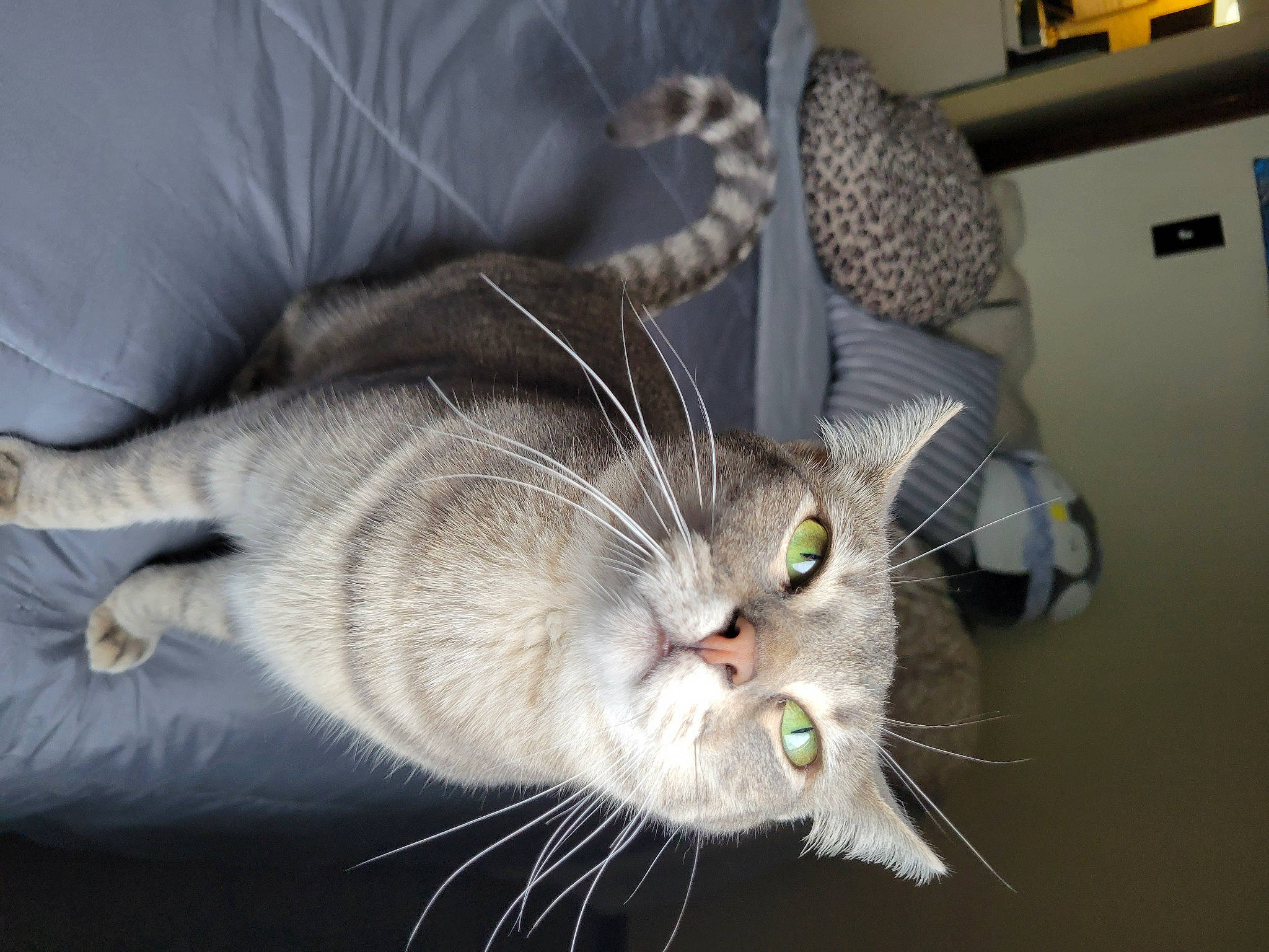 Fergie joined the competition — help win amazing prizes! carnivore, cat, claw, comfort, domestic_short_haired_cat, felidae, fruit, fur, paw, plant, small_to_medium_sized_cats, snout, tail, whiskers