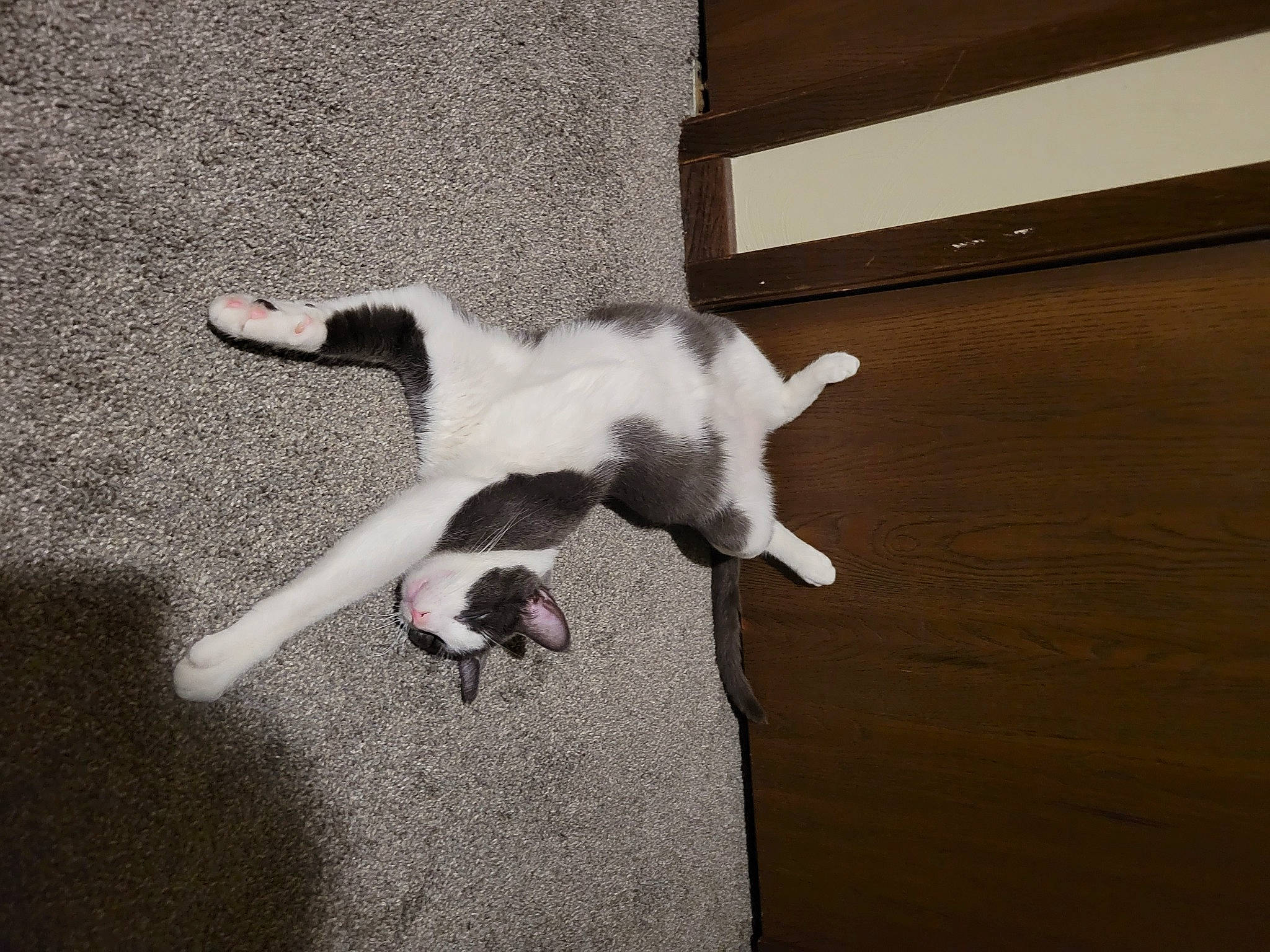 Felix joined the competition — help win amazing prizes! canidae, carnivore, cat, companion_dog, dog_breed, domestic_short_haired_cat, eye, fawn, felidae, floor, flooring, fur, paw, small_to_medium_sized_cats, snout, sporting_group, tail, tints_and_shades, whiskers, wood