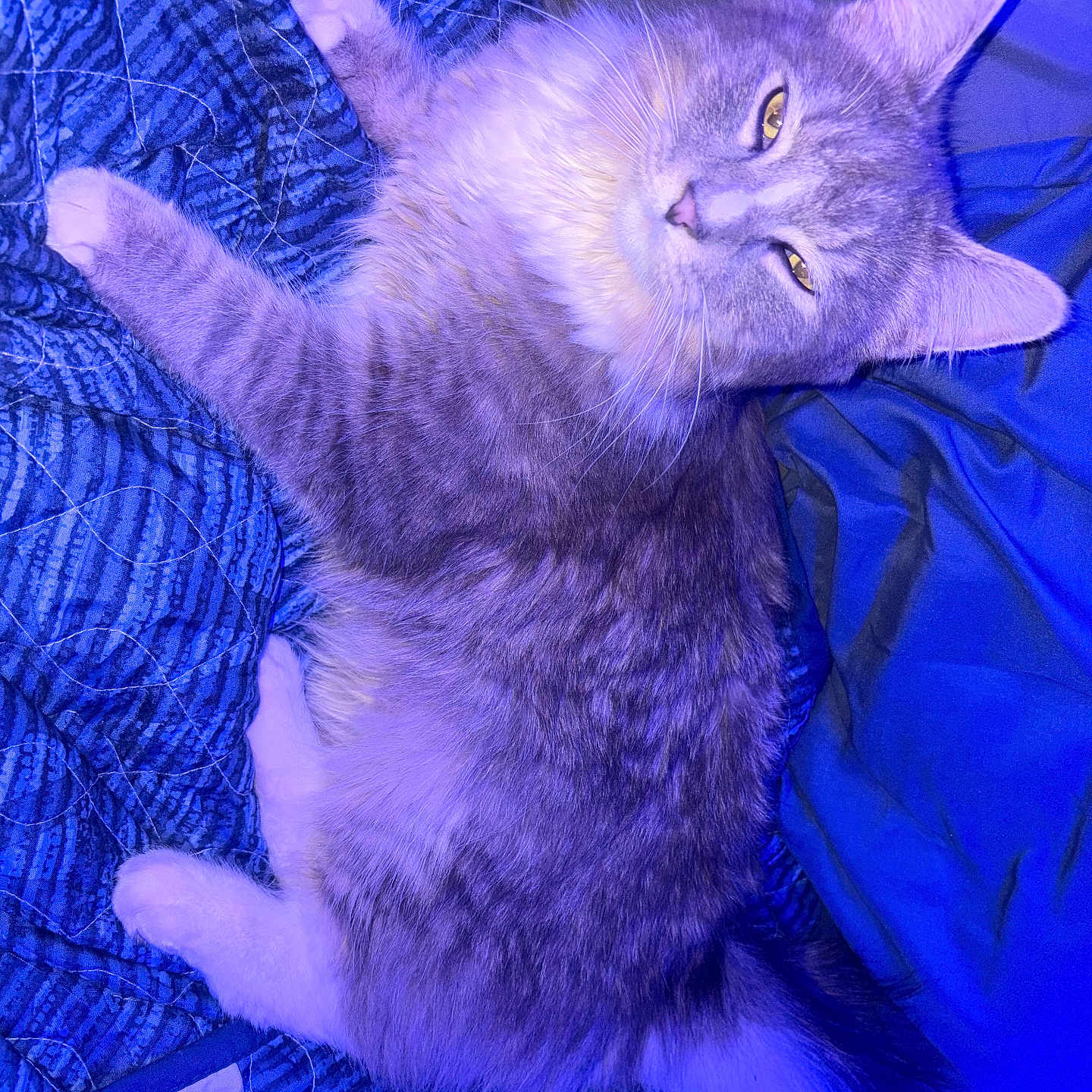 Broom Broom joined the competition — help win amazing prizes! abyssinian, angora, animal, cat, chair, couch, furniture, kitten, manx, person, pet, purple, siamese, sleeping