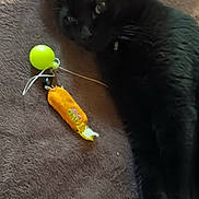 Priest is registered to the contest to win money with this photo: black_cat, cat, toy, yellow_ball, orange_toy, brown_blanket, pet, animal, indoor, relaxed, feline, lying_down, soft_texture, fur, whiskers, ears, paw, close_up, domestic_cat, resting