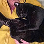black_cat, cat, pet, animal, sleeping, cozy, curled_up, person, yellow_hoodie, hand, indoor, close_up, fur, resting, cute, domestic_animal, relaxation, comfort, warm, snuggle