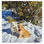 Bear Nala joined the competition — help win amazing prizes! dog, golden_retriever, white_dog, snow, pine_tree, outdoor, winter, animal, pet, canine, nature, fur, bandana, sunlight, shadow, cold, forest, sitting, daytime, playful
