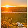 Bear Nala is registered to the contest to win money with this photo: dog, sunset, grass, field, outdoor, nature, animal, pet, golden_hour, sunlight, rural, peaceful, landscape, sky, relaxing, animal_portrait, evening, scenic, countryside, fluffy