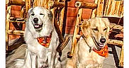 Bear Nala is registered to the contest to win money with this photo: dog, golden_retriever, bandana, outdoor, sunlight, wooden_chair, pet, canine, animal, sitting, two_dogs, happy, fur, companions, daylight, portrait, pets_accessory, smiling, nature, friendship