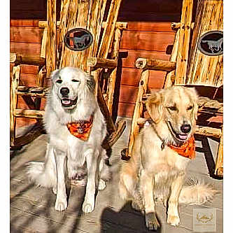 Bear Nala is registered to the contest to win money with this photo: dog, golden_retriever, bandana, outdoor, sunlight, wooden_chair, pet, canine, animal, sitting, two_dogs, happy, fur, companions, daylight, portrait, pets_accessory, smiling, nature, friendship