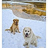 Bear Nala joined the competition — help win amazing prizes! dog, snow, river, frozen, outdoor, nature, winter, animal, canine, golden_light, reflection, water, landscape, fur, pet, sitting, happy, playful, cold, scenery