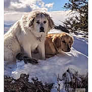 Bear Nala joined the competition — help win amazing prizes! animal, canine, cloud, cold, daylight, dog, fur, landscape, lying_down, mountain, nature, outdoor, pet, scenery, sitting, sky, snow, sunlight, tree, winter