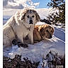 dog, snow, outdoor, winter, sky, cloud, tree, mountain, nature, animal, fur, pet, canine, landscape, sunlight, cold, sitting, lying_down, scenery, daylight
