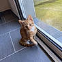 alert, animal, cat, curious, cute, domestic_cat, ears, feline, floor, glass_door, gray_tiles, indoor, looking_up, orange_tabby, paw_raised, pet, sitting, whiskers, window, young_cat