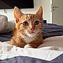 animal, bed, blanket, cat, cozy, curious, cute, domestic, ears, eyes, fur, indoor, kitten, nose, orange_tabby, paws, pet, resting, whiskers, young