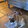 dog, french_bulldog, puppy, indoor, tile_floor, rug, bed, footwear, slippers, pet, crate, brown_dog, small_dog, animal, cute, looking_up, ears_up, domestic, home, resting