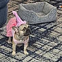 french_bulldog, dog, pet, costume, party_hat, tutu, pink, carpet, dog_bed, plush_toy, indoor, animal, cute, small_dog, decor, floor, attention, living_room, toy, celebration