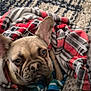french_bulldog, dog, pet, blanket, plaid, cozy, carpet, indoor, cute, looking_up, ears, snout, fur, animal, domestic_animal, comfort, resting, warm, wrapped, bed