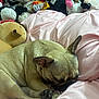 Mommas is registered to the contest to win money with this photo: dog, sleeping, cushion, pink, stuffed_animals, plush_toys, hello_kitty, monkey_toy, cow_toy, bear_toy, indoors, resting, cute, pet, fur, paw, cozy, soft, relaxing, bedroom