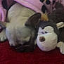Mommas is registered to the contest to win money with this photo: dog, blanket, pink, stuffed_animal, monkey_toy, red_surface, sleeping, cozy, indoor, pet, fur, ears, snuggling, soft, cute, animal, resting, comfort, toy, nap
